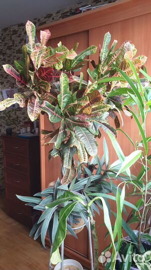 Цветы домашние в горшках