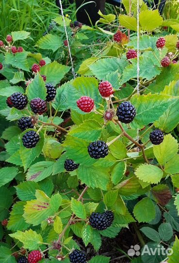 Саженцы ежевики (бесшипной)