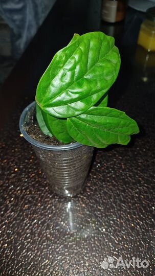 Клеродендрум отроски