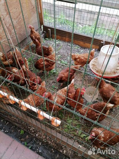 Куры несушки