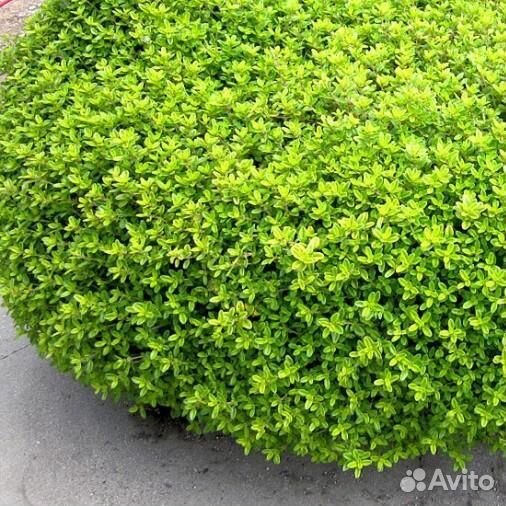 Тимьян (Чабрец, Чабер) лимоннопахнущий Lemon Сажен