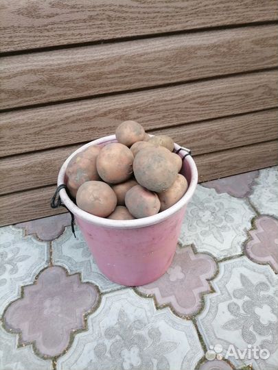 Картофель крупный