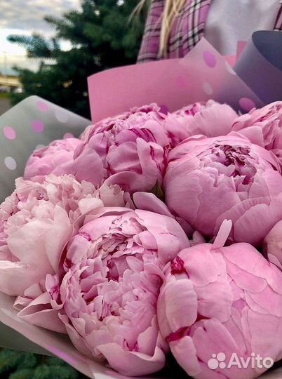 Пионы Букеты Цветы Доставка