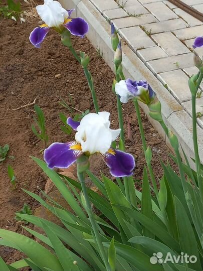Ирисы