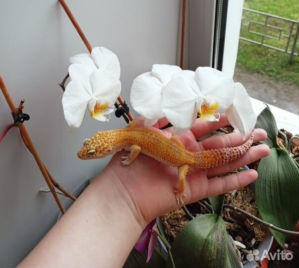 Геккон эублефар