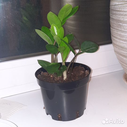 Замиокулькас