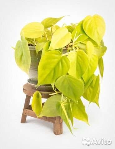 Сциндапсус, филодендрон