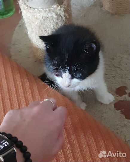 Ласковый детёныш котенок