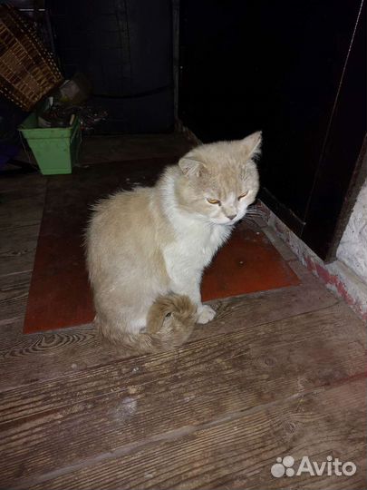 Кот ищет дом с выгулом