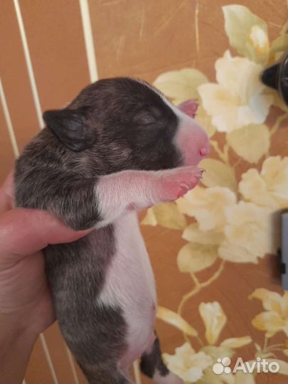 Щенки стандартного бультерьера