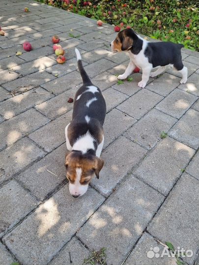 Щенки русской пегой гончей (рпг)