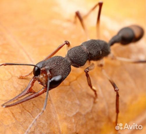 Экзотические муравьи