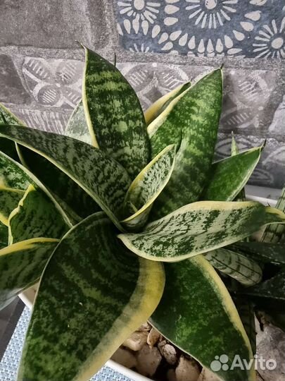 Эпипремнум, сциндапсус, Сансевиерия