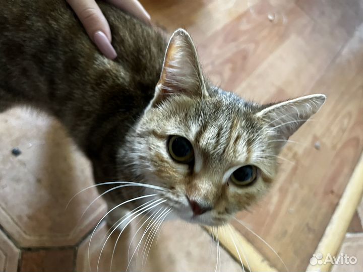 Кошки в добрые руки