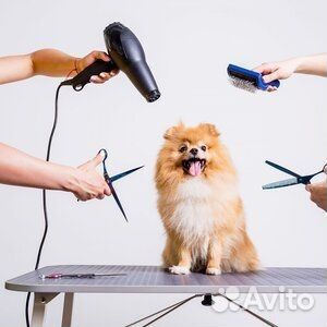 Стрижка собак груминг