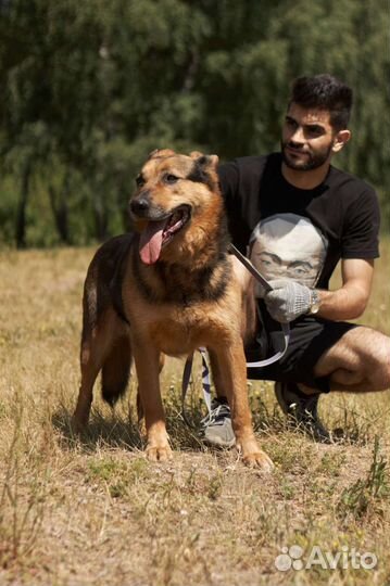 Собака в добрые руки