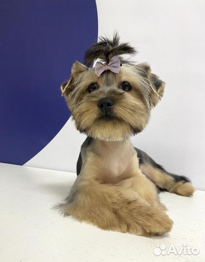 Стрижка животных