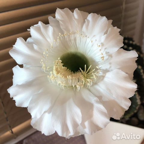 Кактус эхинопсис (пышные белые цветы)