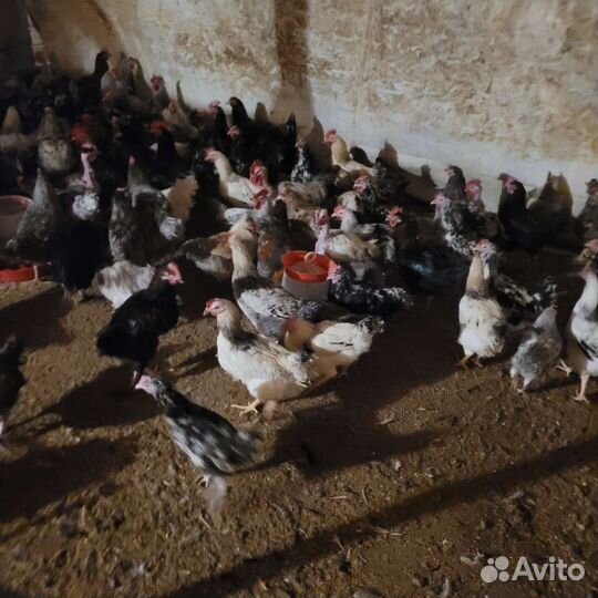 Петушки Доминанты, Идюшата