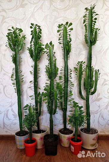 Кактус Молочай, фикус, спатифиллум. Цветы разные