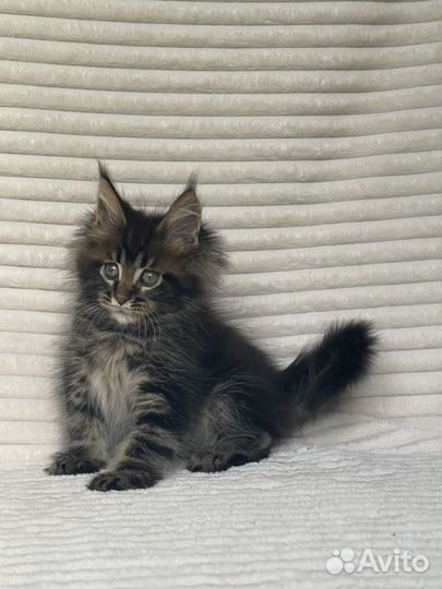 Котята мейн-кун мальчишки