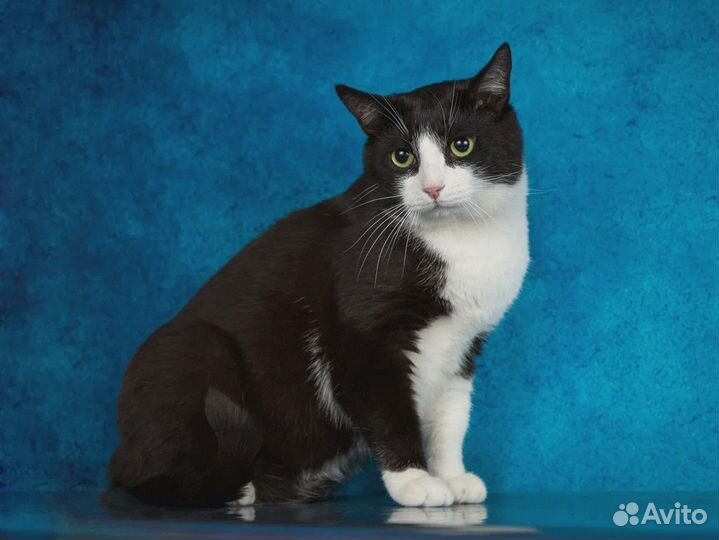 Черно-белый котик в поисках дом