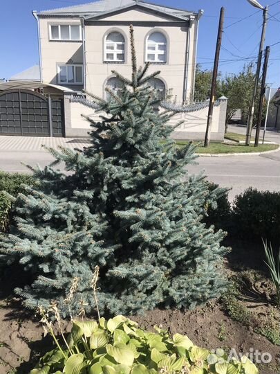 Голубая ель 5штук