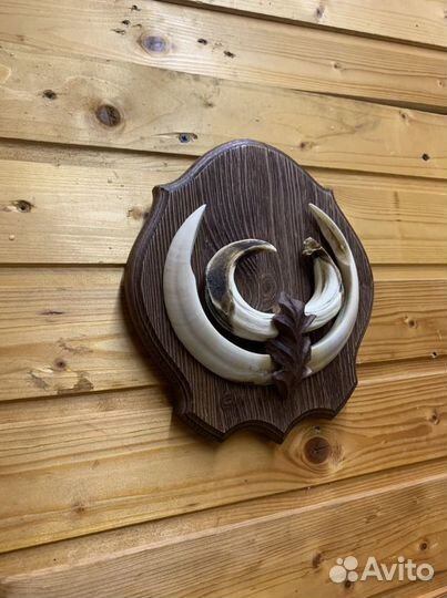 Клыки кабана,карандашницы и пепельницы из копыт