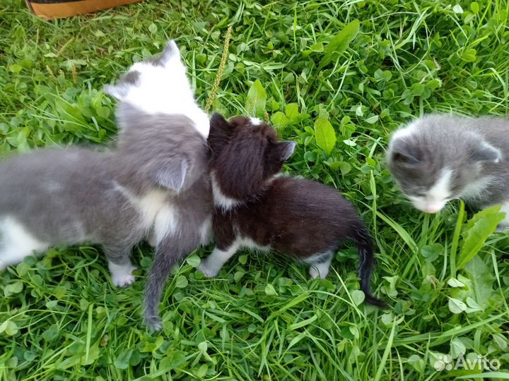 Котята в дар