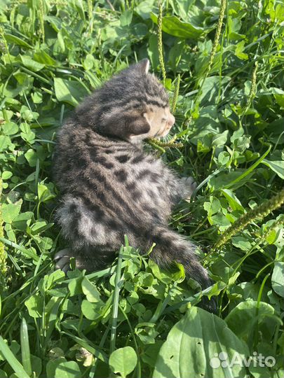 Котята 1 месяц