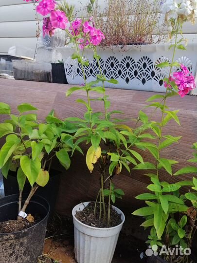 Чабрец саженцы