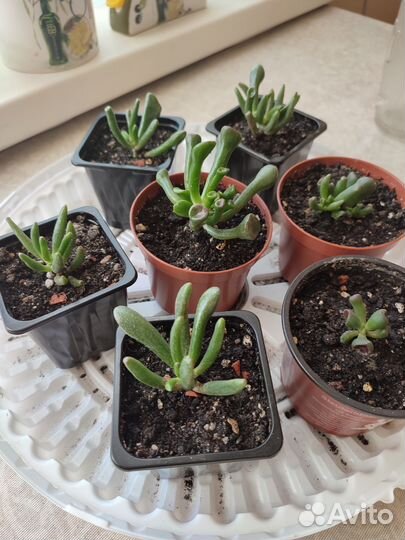 Красула толстянка