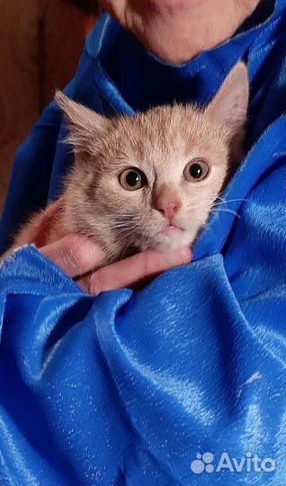 Рыжий малыш из развалин