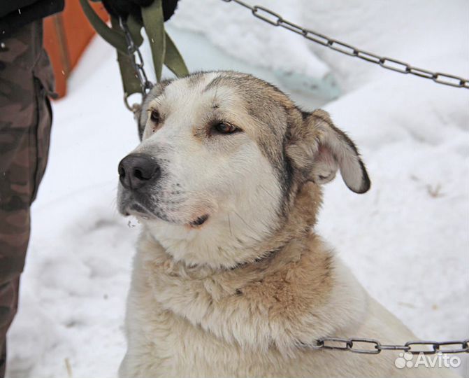Собака в добрые руки
