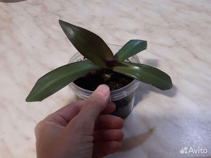 Традесканция Рео(несколько отростков)