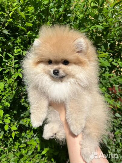 Щенок шпица