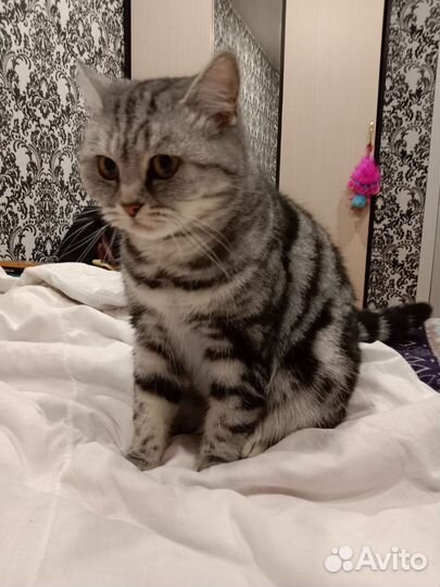 Кот и Кошка