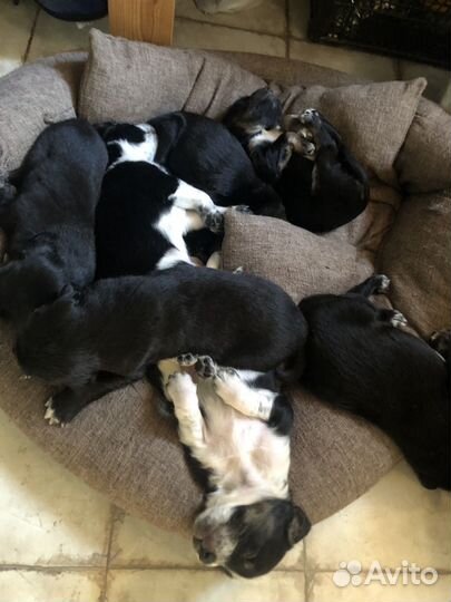 Щенки спаниеля (рос) бесплатно