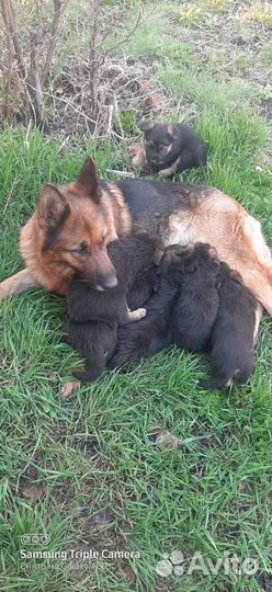 Продам щенят