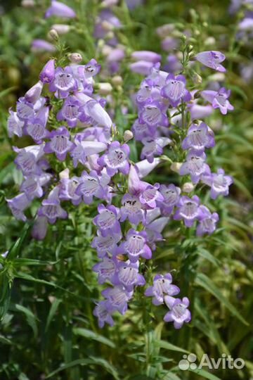 Пенстемон гибридный