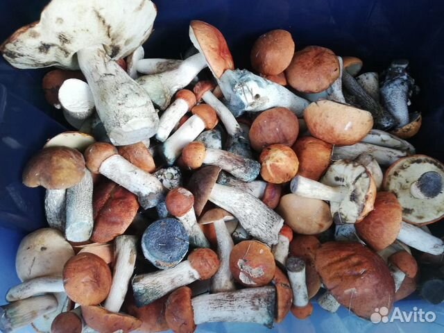 Жареные подосиновики. Сколько нужно варить грибы красноголовики. Маринованные красноголовики. Жареные подосиновики. Подосиновики замороженные.