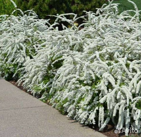 Спирея серая