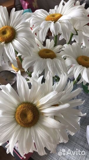 Ромашка садовая крупная