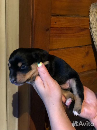 Щенки таксы