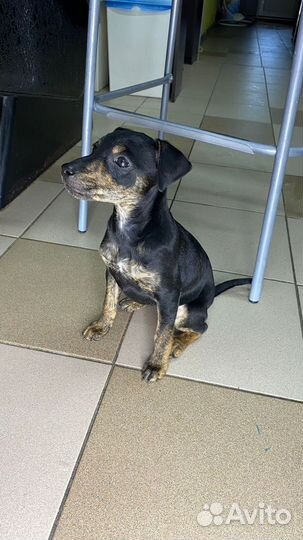 Маленькая собака