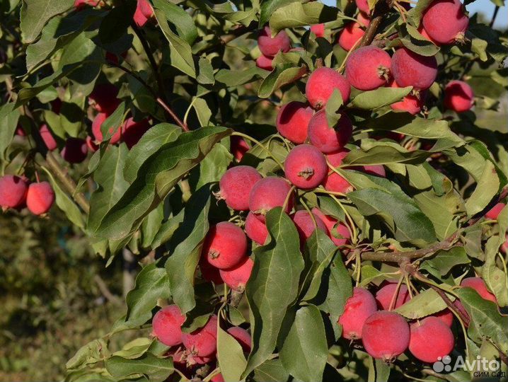 Декоротивная яблоня Долга