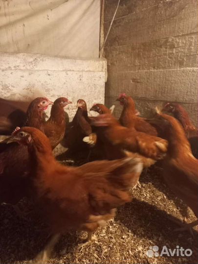 Куры молодки несушки