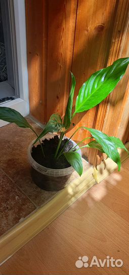 Спатифиллум и антуриум