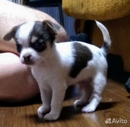 Чихуахуа вязка