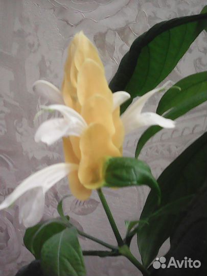 Розы комнатные